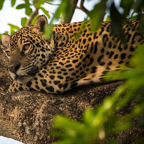 Jaguar Pantanal Brazil