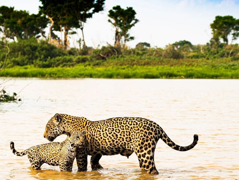 Jaguar avec son petit dans la rivière 