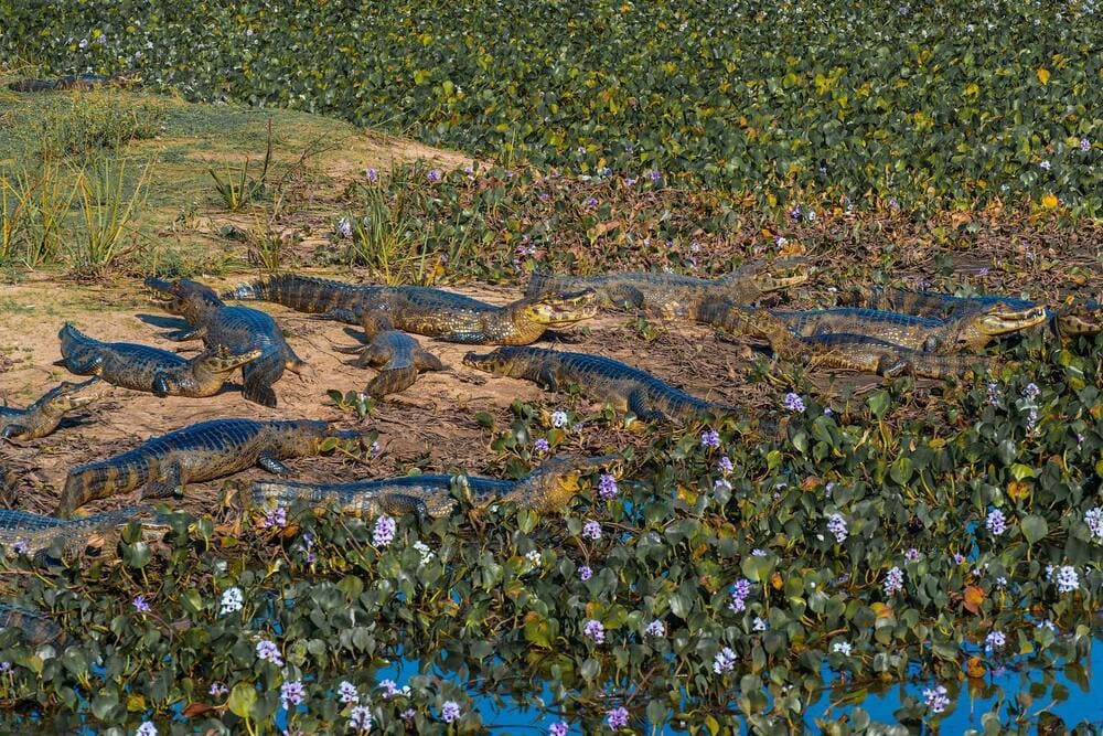 Krokodil Pantanal Brazilië