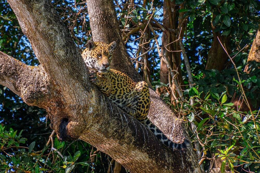 Jaguarsafari in de Pantanal in Brazilië