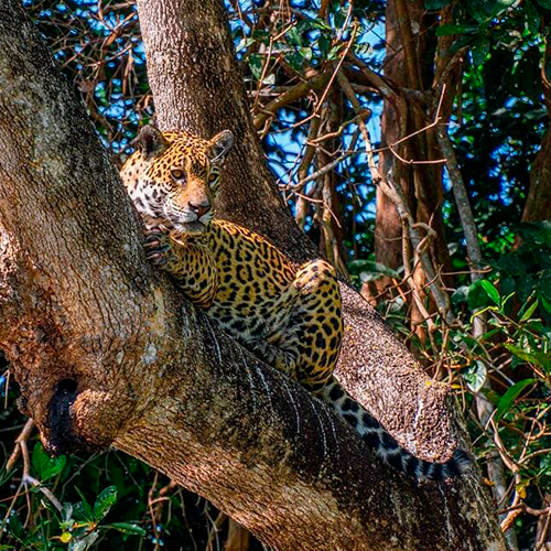 Jaguar in de bomen - Pantanal