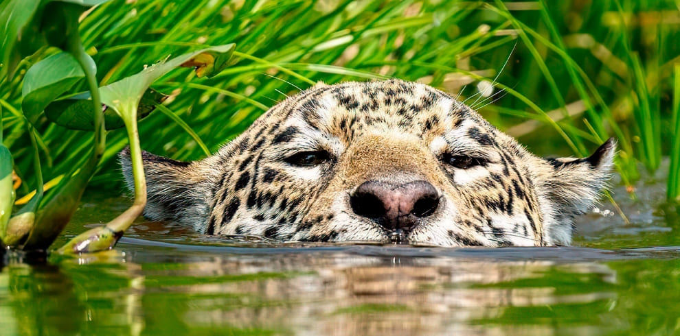Pantanal Jaguar Tour