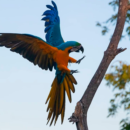 Biodiversidade selvagem do Pantanal