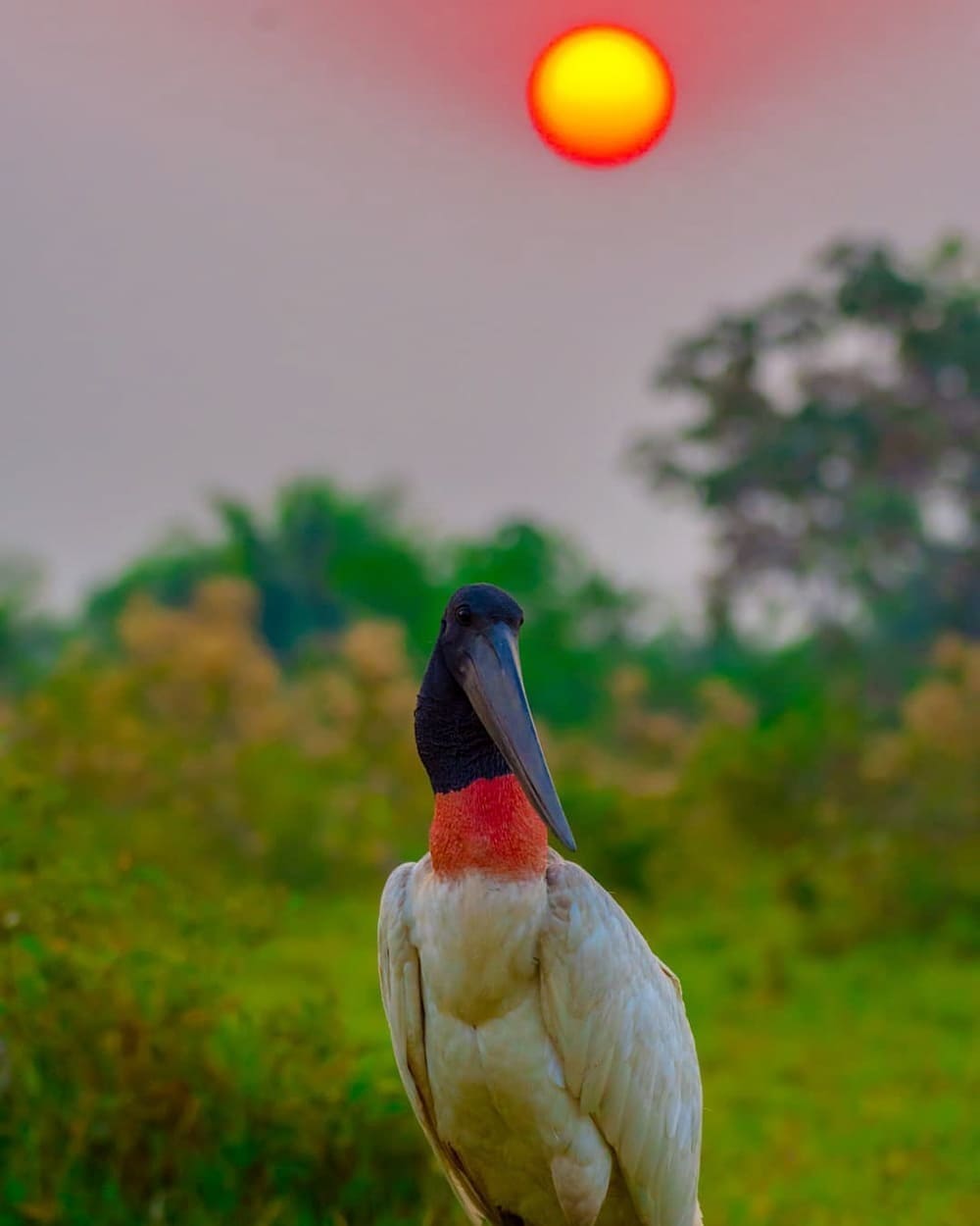 Safari onça-pintada Pantanal Norte 