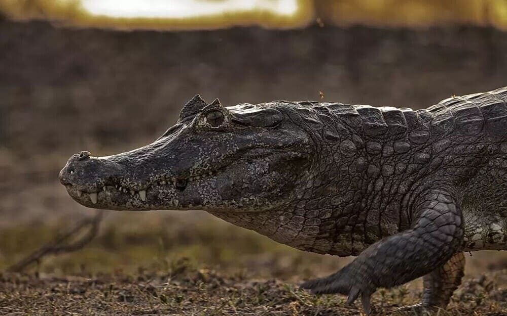 Crocodile wild animals Pantanal Brazil