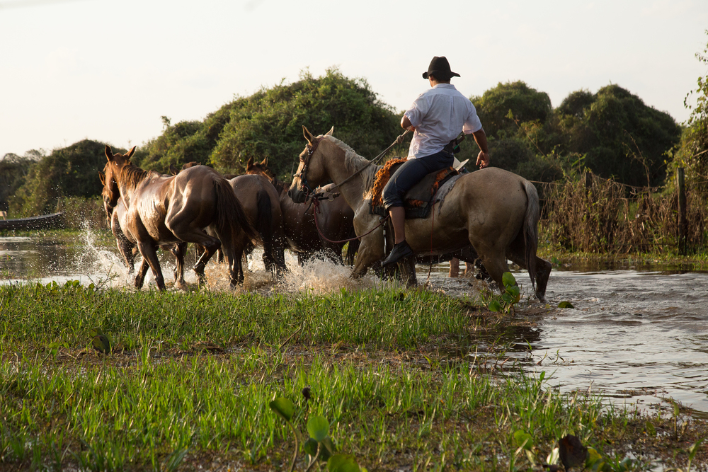 Randonnée à cheval dans le Pantanal Brésil