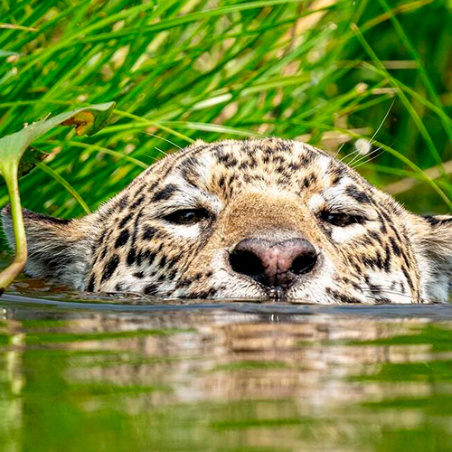 Onça-pintada nadando na água - Pantanal