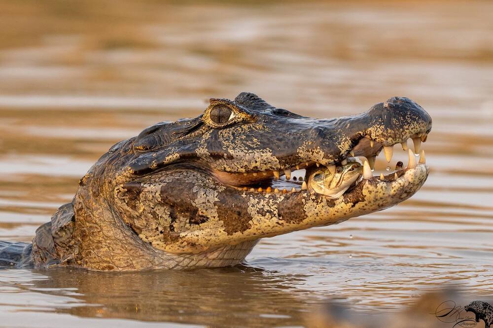 Krokodil Pantanal Brazilië