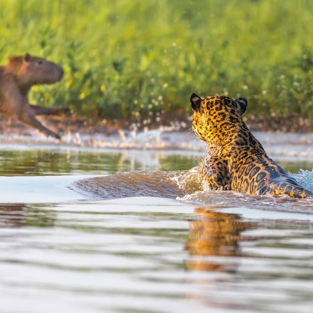 Een jaguar valt een capibara aan - Pantanal Bresil