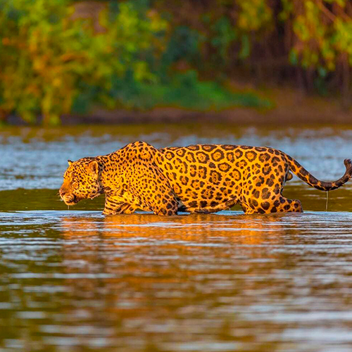 Jaguar dans l'eau au Pantanal