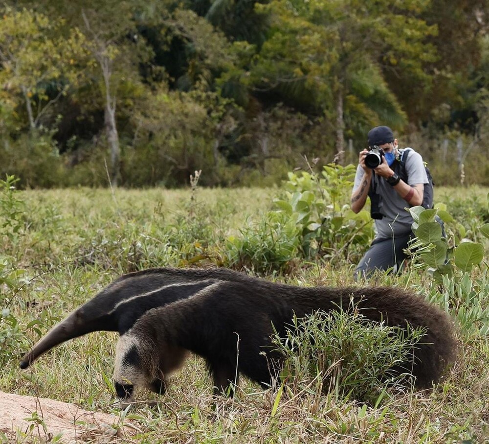 Wild spotten - Pantanal