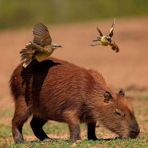 Capibara Pantanal