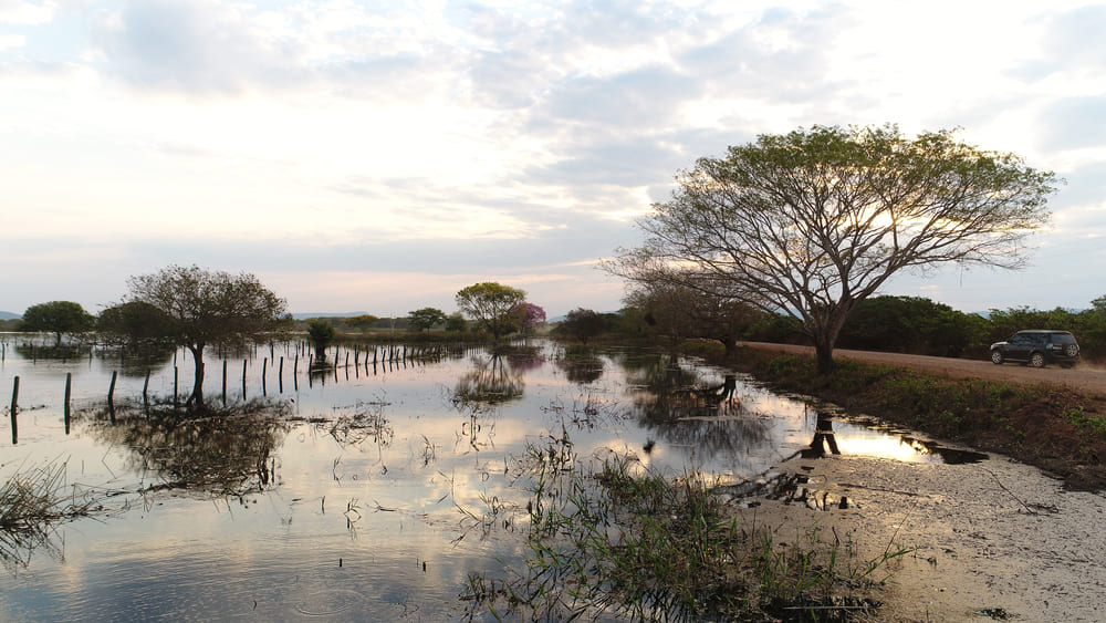 Marecage - Pantanal