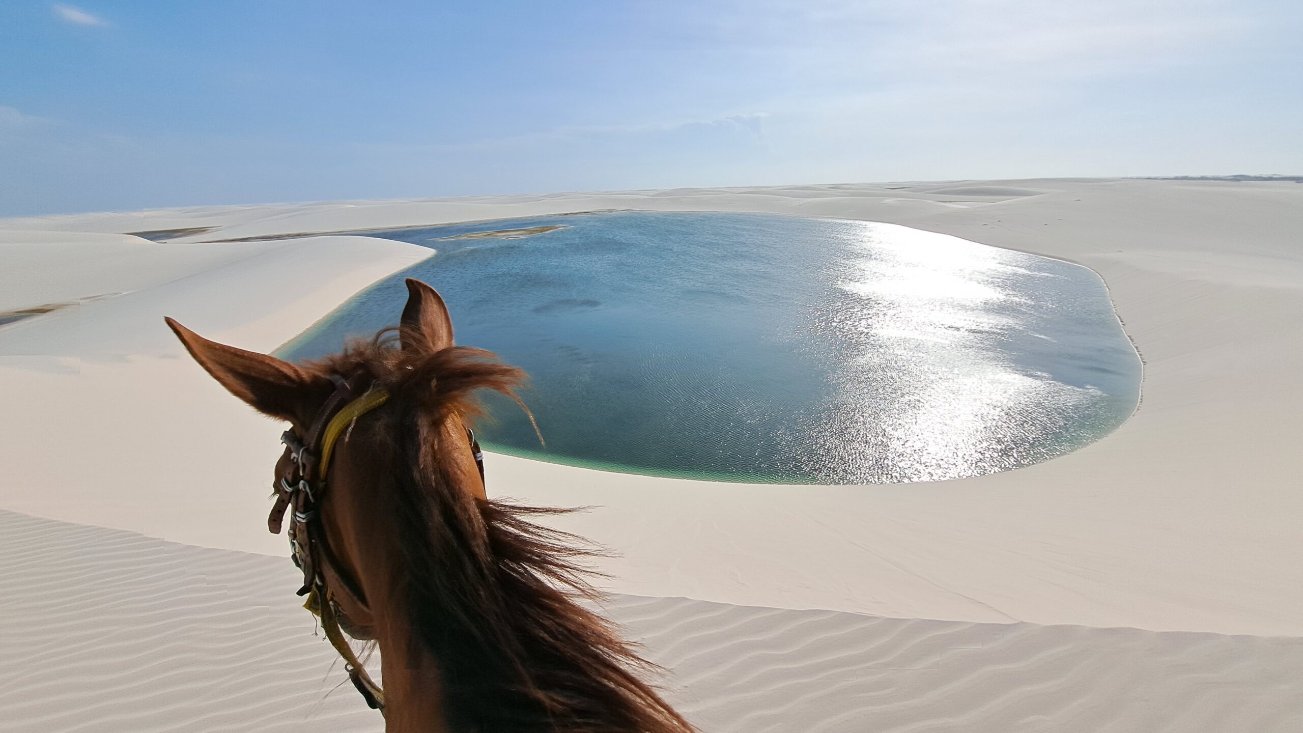 Horse in the Lencois Maranhenses 