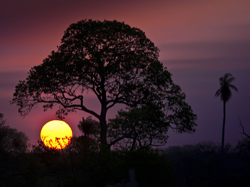 Sunset Caiman Pantanal Brazil