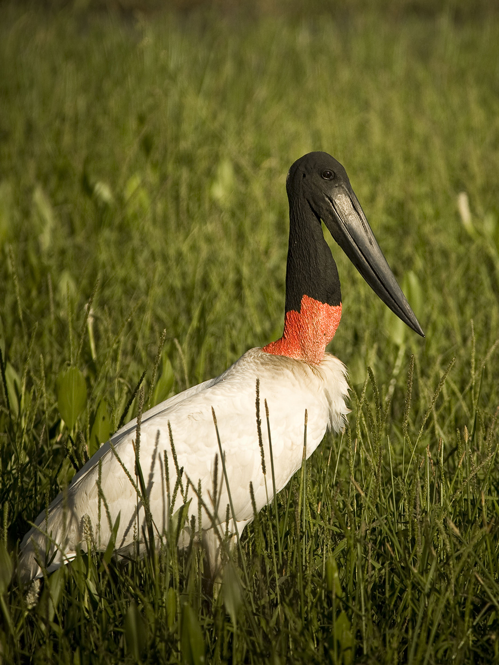 Tuiuiu Jabiru Stork - Symbole du Pantanal
