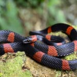 Chapada Diamantina Cobra