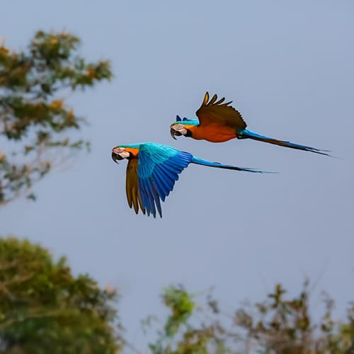 Papageien Amazonas