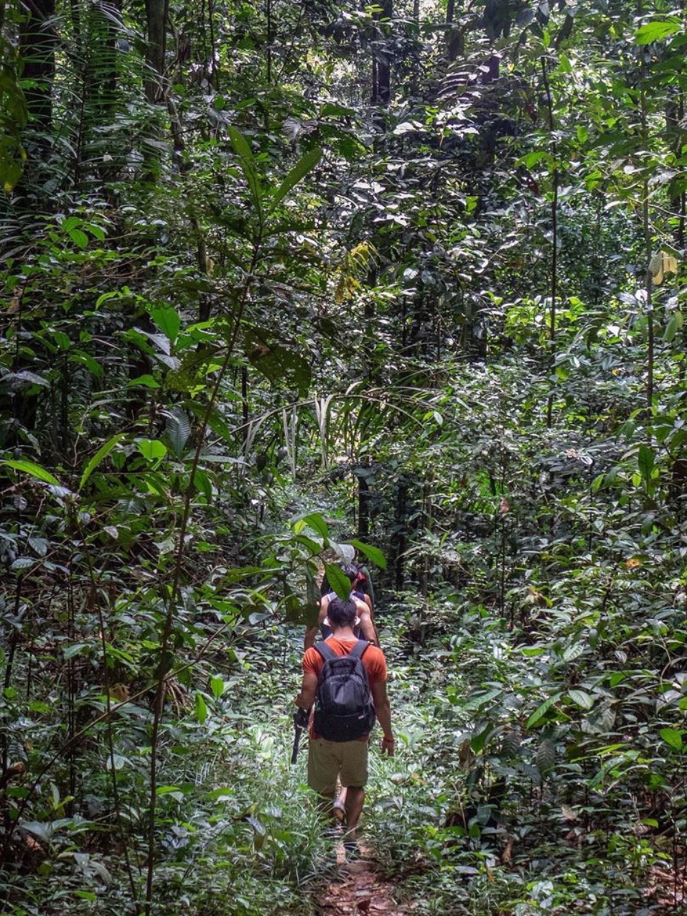 Wandern im Amazonas-Regenwald
