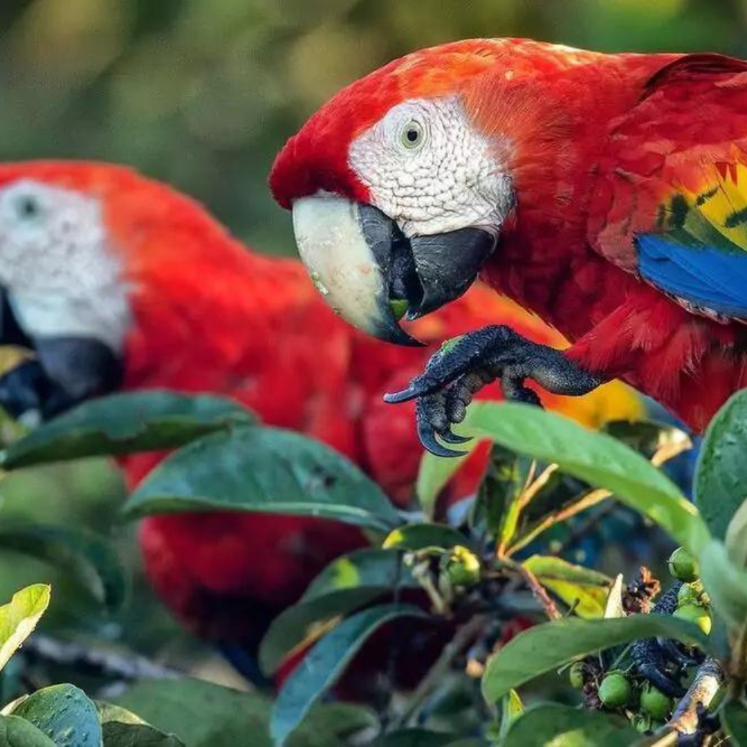Amazonas - Vögel beobachten