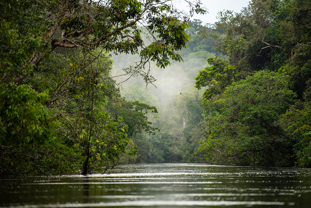 Amazon jungle river