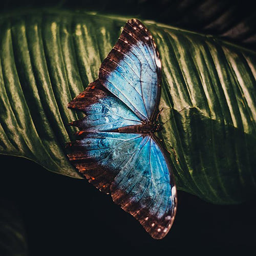 Vlinder - wilde dieren uit Amazonia