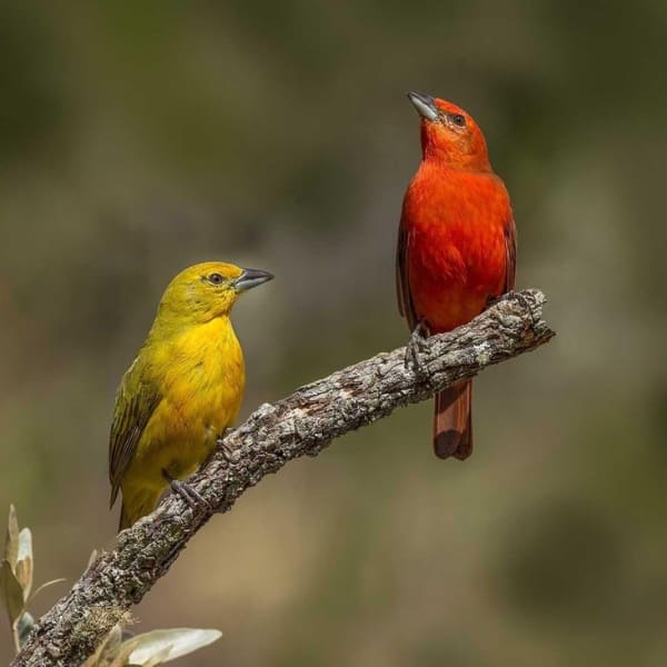 Two vibrant birds, one yellow and one red, perched on a tree branch during a Jalapão trek.