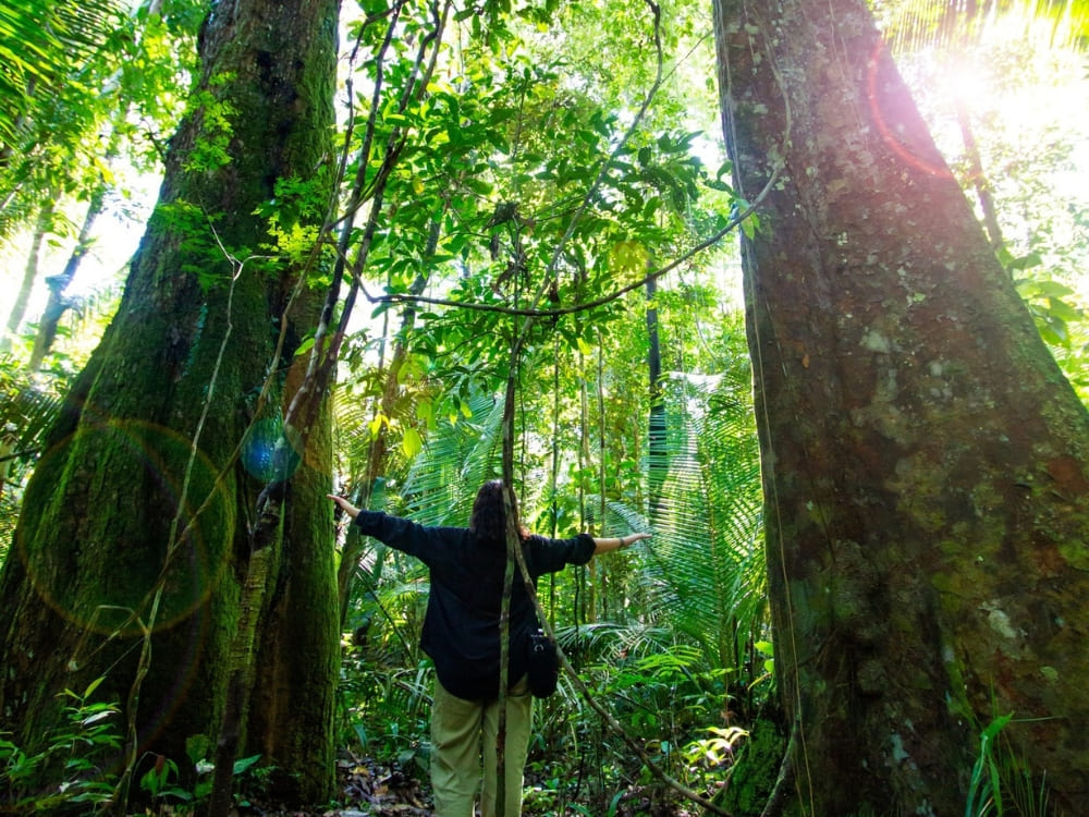 Woman with arms wide open enjoying nature among giant trees during a jungle hike in the Amazon Rainforest.