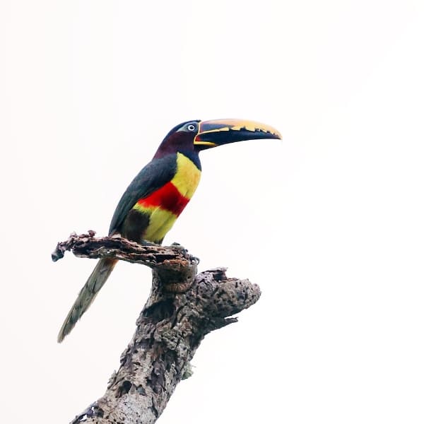 Toucan with a vibrant colorful bill perched on top of a dry branch against a clear sky.