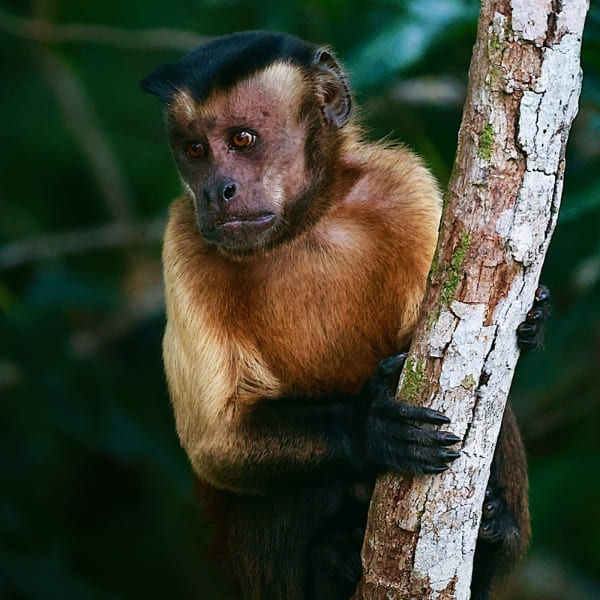 Capuchin monkey clinging to a tree trunk in the Amazon rainforest.
