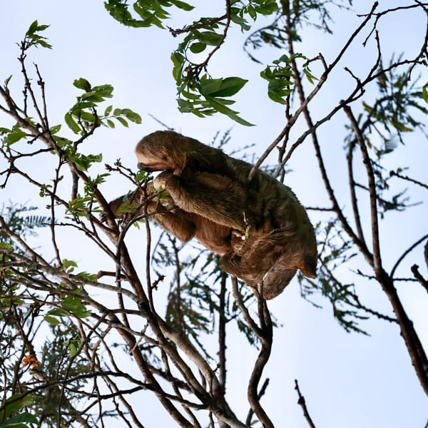 Camouflaged sloth resting on the thin branches of a tree in the dense Amazon rainforest.