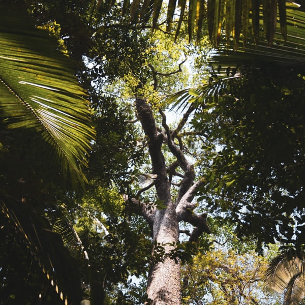 Low-angle view of a giant tree in the dense Amazon jungle under the sunlight.