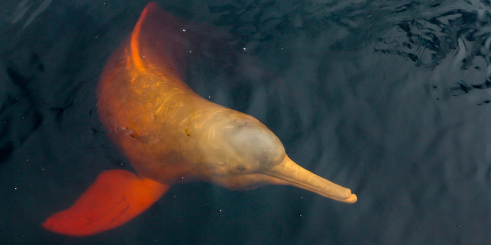 Pink river dolphin emerging from the dark waters of a river in the Brazilian Amazon.