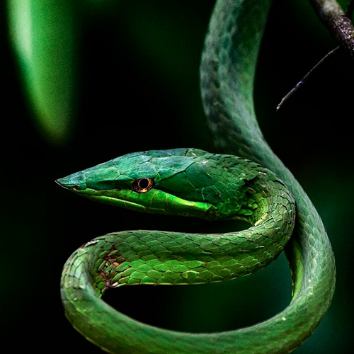 Serpent - Foret amazonienne