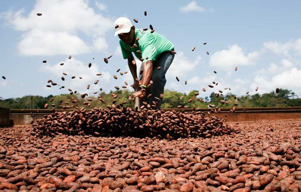 Fietstocht Bahia Cacaoroute in Brazilië