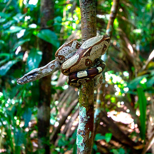 Serpent - Forêt tropicale amazonienne