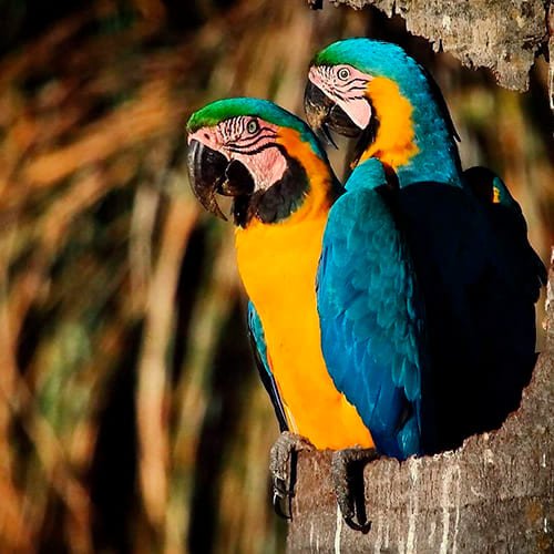 Vögel Amazonas