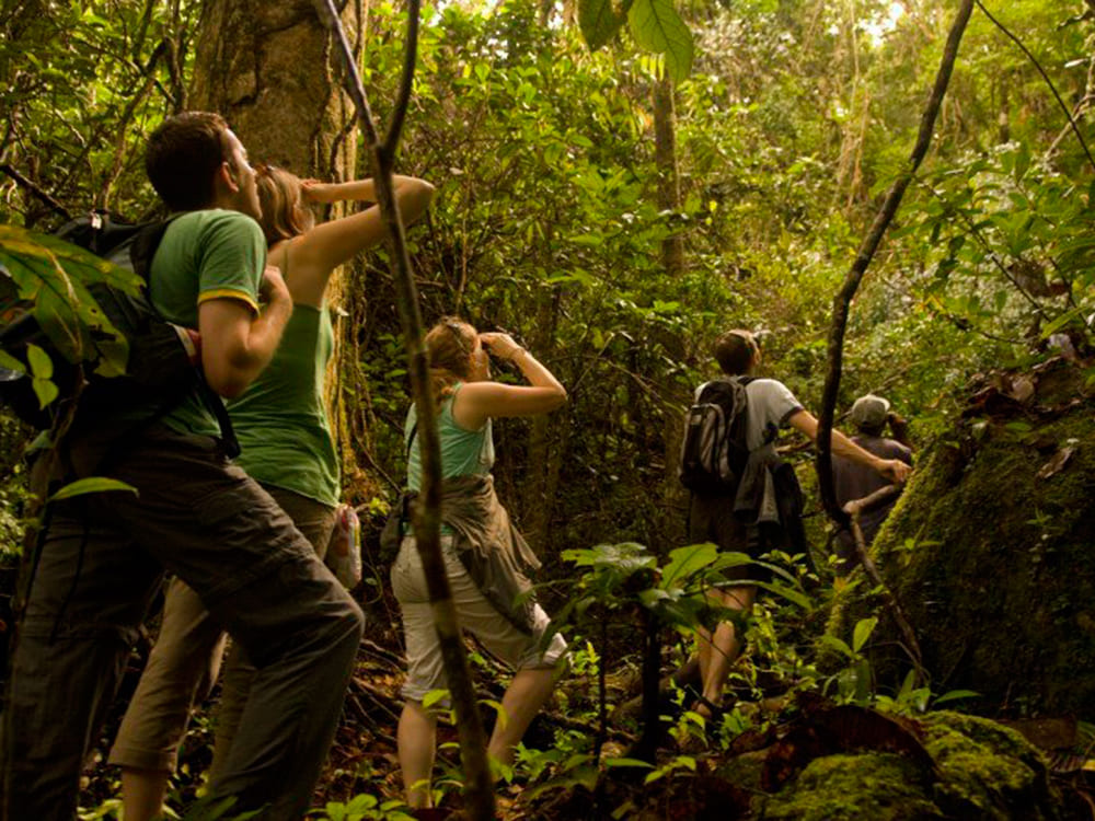 Trek dans la jungle amazonienne au Brésil