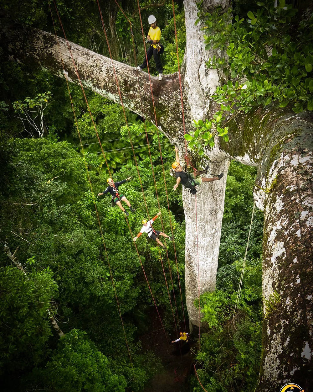 Tree climbing Amazon