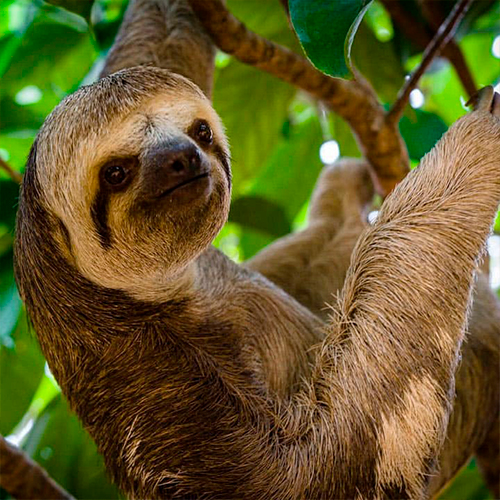 Sloth - Amazon