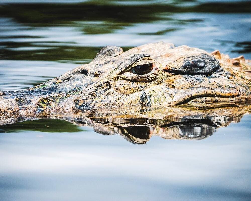 Crocodile d'Amazonie - Brésil 