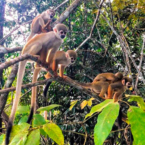 Expedição de Caiaque Selva Amazônica 4 dias - macacos