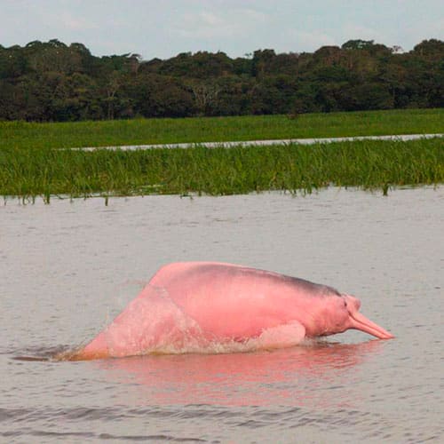 Pinker Delfin - Amazonas
