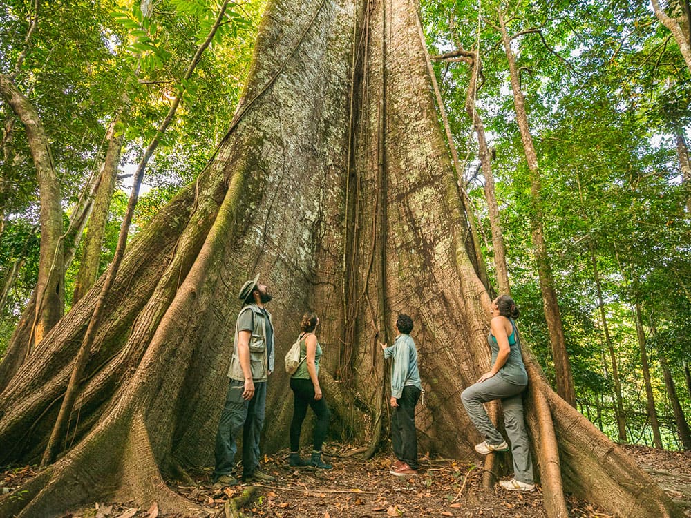 jungle hike - Amazon Brazil