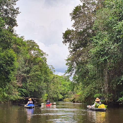 Kayak into the jungle