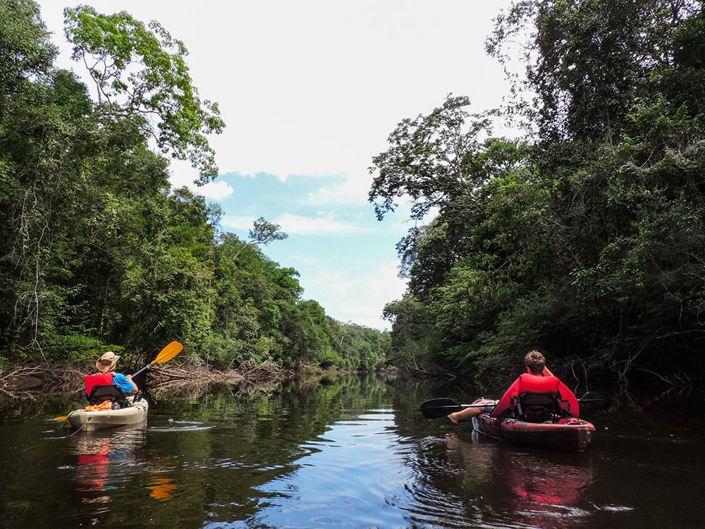 Ready for an adventure? Check out our Amazon Kayak Tour Brazil and get up close to the amazing Amazon Rainforest! We set out on the Rio Urubu, a river that flows right into the big Amazon River. This river is about 500km long and it's one of the narrowest we explore, perfect for seeing the real jungle. Is a unique and special trip our Amazon kayaking tour in Brazil!!. Enjoy the calm of a less-traveled river on this Amazon kayaking tour in Brazil. You'll have quiet days away from the noise of the world. The river's gentle flow helps us move along easily, but hold tight! You might also find some fun and safe rapids to make your trip even more exciting. Don't miss this hidden gem! Our Amazon kayak tour in Brazil is the best way to see this amazing river before it gets crowded with tourists. It's a unique kayaking tour in the Amazon Rainforest in Brazil that you won't want to miss! See more Amazon Rainforest Tours Amazon River Cruise 5 Days Amazon Jungle Tour Brazil