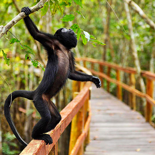 Macaco da Amazonia - Vida selvagem