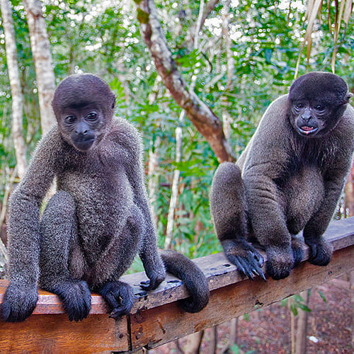 Apen in het regenwoud van de Amazone