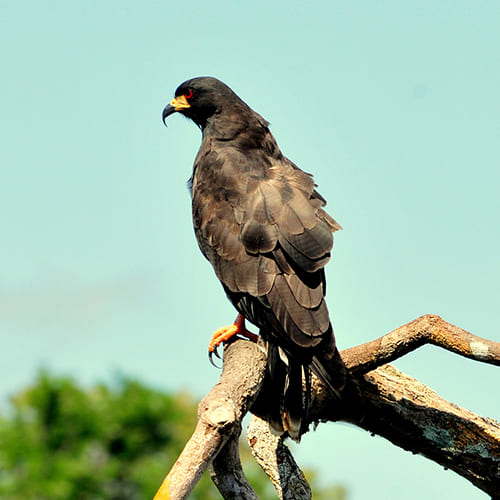 Vogelbeobachtung Amazonas