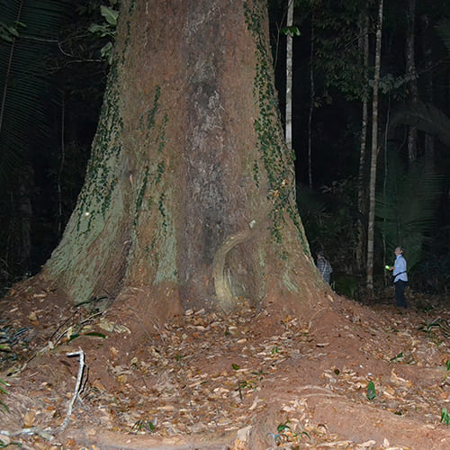 Nachtelijke natuurobservatie - Reuzenboom uit het Amazonegebied